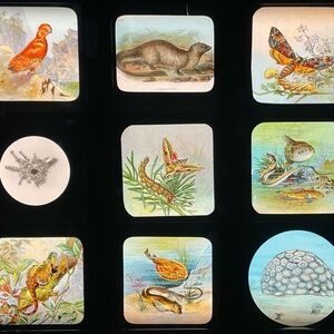 Meet your Posher, Surrey